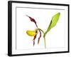Yellow Lady’S Slipper Orchid (Cypripedium Calceolus) in Flower, France, May 2009-Benvie-Framed Photographic Print