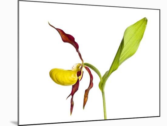 Yellow Lady’S Slipper Orchid (Cypripedium Calceolus) in Flower, France, May 2009-Benvie-Mounted Photographic Print