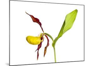 Yellow Lady’S Slipper Orchid (Cypripedium Calceolus) in Flower, France, May 2009-Benvie-Mounted Photographic Print