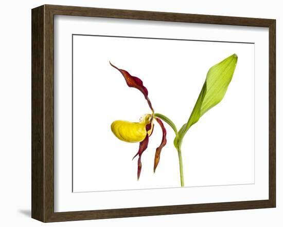 Yellow Lady’S Slipper Orchid (Cypripedium Calceolus) in Flower, France, May 2009-Benvie-Framed Photographic Print