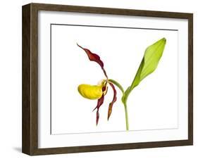 Yellow Lady’S Slipper Orchid (Cypripedium Calceolus) in Flower, France, May 2009-Benvie-Framed Photographic Print