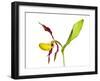 Yellow Lady’S Slipper Orchid (Cypripedium Calceolus) in Flower, France, May 2009-Benvie-Framed Photographic Print