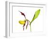 Yellow Lady’S Slipper Orchid (Cypripedium Calceolus) in Flower, France, May 2009-Benvie-Framed Photographic Print