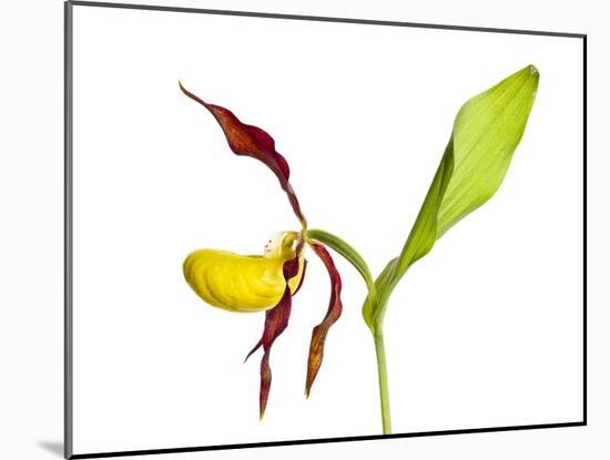 Yellow Lady’S Slipper Orchid (Cypripedium Calceolus) in Flower, France, May 2009-Benvie-Mounted Photographic Print