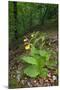 Yellow Lady?S Slipper Orchids (Cypripedium Calceolus) in Flower, Queyras Natural Park, France-Benvie-Mounted Premium Photographic Print