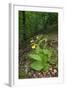 Yellow Lady?S Slipper Orchids (Cypripedium Calceolus) in Flower, Queyras Natural Park, France-Benvie-Framed Photographic Print