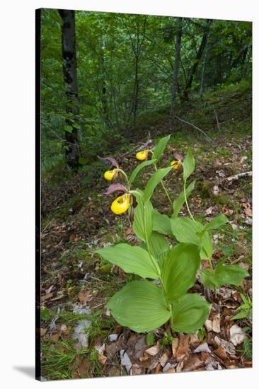 Yellow Lady?S Slipper Orchids (Cypripedium Calceolus) in Flower, Queyras Natural Park, France-Benvie-Stretched Canvas