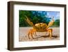 Yellow Land Crab. Cuba.-GUDKOV ANDREY-Framed Photographic Print