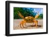 Yellow Land Crab. Cuba.-GUDKOV ANDREY-Framed Photographic Print