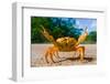 Yellow Land Crab. Cuba.-GUDKOV ANDREY-Framed Photographic Print