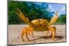 Yellow Land Crab. Cuba.-GUDKOV ANDREY-Mounted Photographic Print