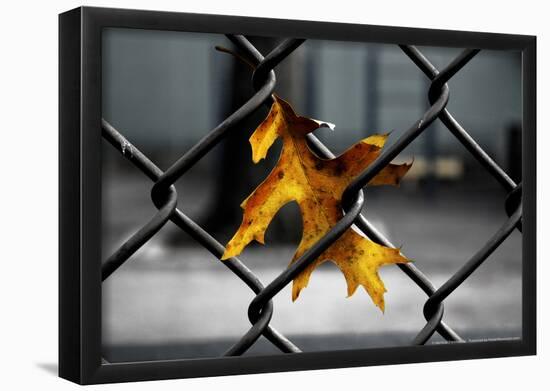 Yellow Leaf in Chain Link Fence-null-Framed Poster