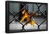 Yellow Leaf in Chain Link Fence-null-Framed Poster