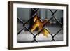 Yellow Leaf in Chain Link Fence-null-Framed Photo