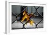 Yellow Leaf in Chain Link Fence-null-Framed Photo