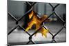 Yellow Leaf in Chain Link Fence-null-Mounted Photo