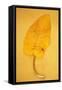 Yellow Leaf of Broad-Leaved Dock or Rumex Obtusifolius Lying on Antique Paper-Den Reader-Framed Stretched Canvas