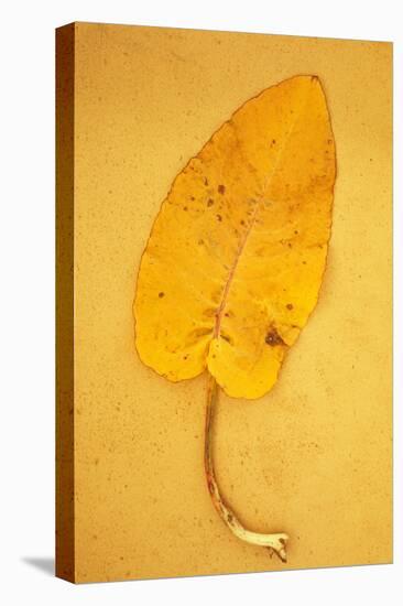 Yellow Leaf of Broad-Leaved Dock or Rumex Obtusifolius Lying on Antique Paper-Den Reader-Stretched Canvas