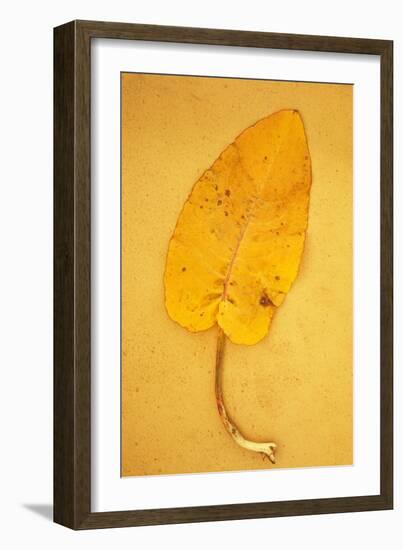 Yellow Leaf of Broad-Leaved Dock or Rumex Obtusifolius Lying on Antique Paper-Den Reader-Framed Photographic Print