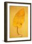 Yellow Leaf of Broad-Leaved Dock or Rumex Obtusifolius Lying on Antique Paper-Den Reader-Framed Photographic Print