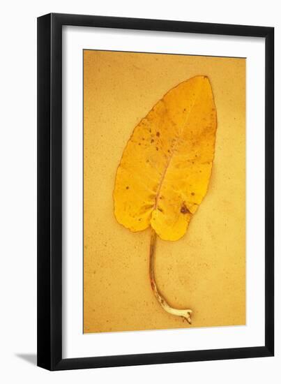 Yellow Leaf of Broad-Leaved Dock or Rumex Obtusifolius Lying on Antique Paper-Den Reader-Framed Photographic Print