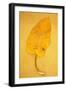 Yellow Leaf of Broad-Leaved Dock or Rumex Obtusifolius Lying on Antique Paper-Den Reader-Framed Photographic Print