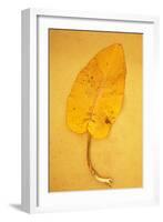 Yellow Leaf of Broad-Leaved Dock or Rumex Obtusifolius Lying on Antique Paper-Den Reader-Framed Photographic Print