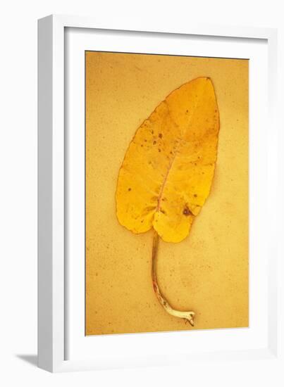 Yellow Leaf of Broad-Leaved Dock or Rumex Obtusifolius Lying on Antique Paper-Den Reader-Framed Photographic Print