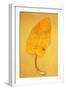 Yellow Leaf of Broad-Leaved Dock or Rumex Obtusifolius Lying on Antique Paper-Den Reader-Framed Photographic Print