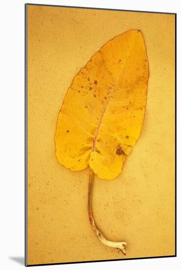 Yellow Leaf of Broad-Leaved Dock or Rumex Obtusifolius Lying on Antique Paper-Den Reader-Mounted Photographic Print