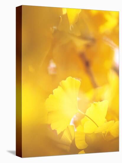 Yellow Leaves, Autumn, Backlit-null-Stretched Canvas