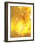 Yellow Leaves, Autumn, Backlit-null-Framed Photographic Print