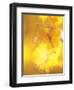 Yellow Leaves, Autumn, Backlit-null-Framed Photographic Print