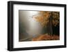 Yellow Leaves in Fog-David Winston-Framed Giclee Print