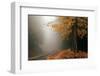 Yellow Leaves in Fog-David Winston-Framed Giclee Print