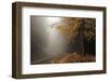 Yellow Leaves in Fog-David Lorenz Winston-Framed Art Print