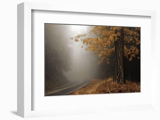 Yellow Leaves in Fog-David Lorenz Winston-Framed Art Print