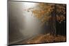 Yellow Leaves in Fog-David Lorenz Winston-Mounted Art Print