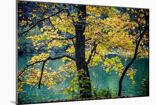 Yellow Leaves in the Fall-Jody Miller-Mounted Photographic Print