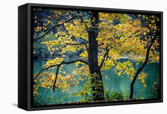 Yellow Leaves in the Fall-Jody Miller-Framed Stretched Canvas