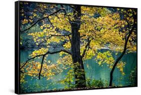 Yellow Leaves in the Fall-Jody Miller-Framed Stretched Canvas