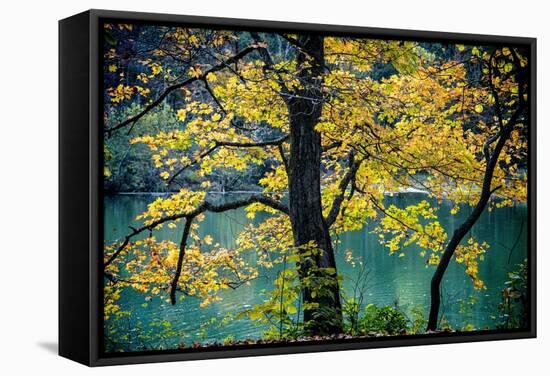 Yellow Leaves in the Fall-Jody Miller-Framed Stretched Canvas