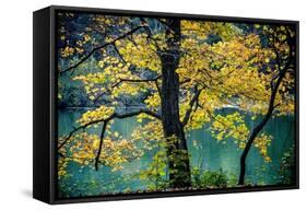 Yellow Leaves in the Fall-Jody Miller-Framed Stretched Canvas