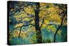 Yellow Leaves in the Fall-Jody Miller-Stretched Canvas