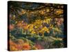 Yellow Leaves of a Sugar Maple, Green Mountains, Vermont, USA-Jerry & Marcy Monkman-Stretched Canvas