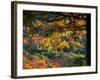 Yellow Leaves of a Sugar Maple, Green Mountains, Vermont, USA-Jerry & Marcy Monkman-Framed Photographic Print