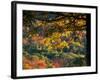 Yellow Leaves of a Sugar Maple, Green Mountains, Vermont, USA-Jerry & Marcy Monkman-Framed Photographic Print