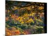 Yellow Leaves of a Sugar Maple, Green Mountains, Vermont, USA-Jerry & Marcy Monkman-Mounted Photographic Print