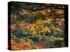 Yellow Leaves of a Sugar Maple, Green Mountains, Vermont, USA-Jerry & Marcy Monkman-Stretched Canvas