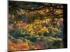 Yellow Leaves of a Sugar Maple, Green Mountains, Vermont, USA-Jerry & Marcy Monkman-Mounted Photographic Print